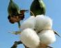 High Quality Raw Cotton Sellers In Canada